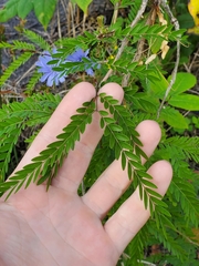 Gleditsia triacanthos