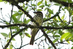 Myiodynastes maculatus