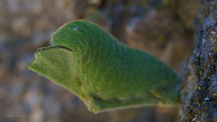 Atlides halesus