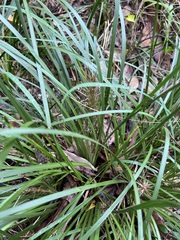 Lomandra hystrix