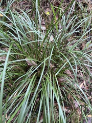 Lomandra hystrix