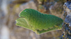 Atlides halesus