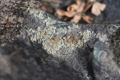 Rhizoplaca chrysoleuca