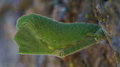 Atlides halesus
