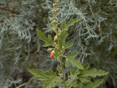 Sphaeralcea fendleri