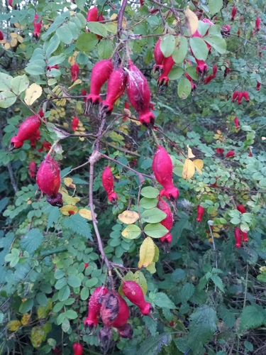 Rosa-moyesii
