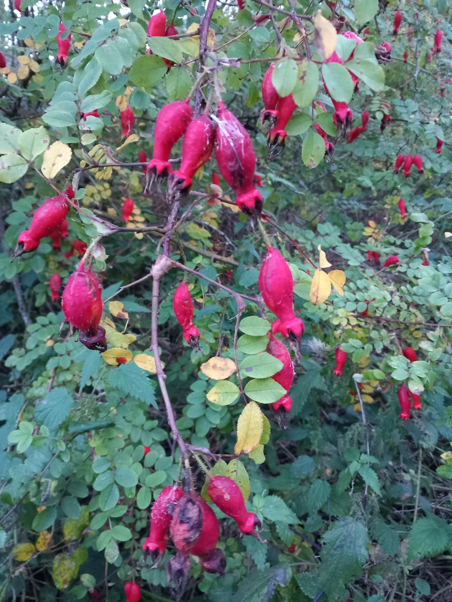 Imagem de Rosa-moyesii