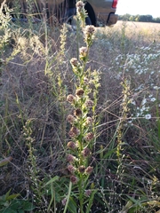Liatris