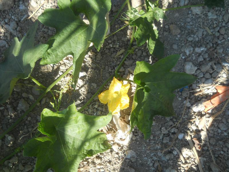 Luffa aegyptiaca, Cyprus - Kyrenia
