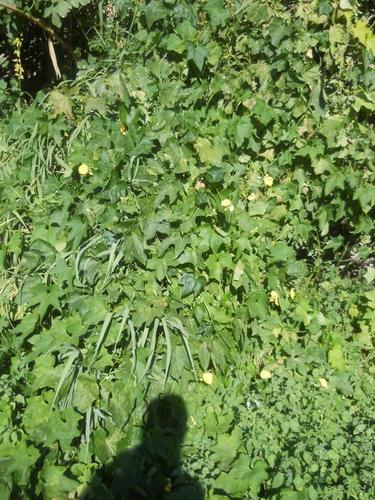 Sponge Gourd