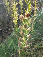Liatris