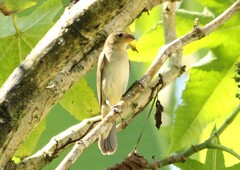 Sporophila lineola