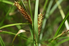 Carex utriculata