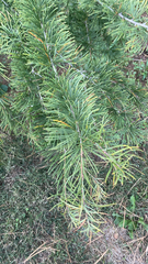 Cedrus deodara