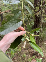 Alphitonia excelsa