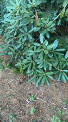 Rhododendron catawbiense
