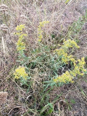 Solidago missouriensis