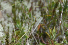 Carex anthoxanthea