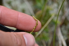 Carex anthoxanthea