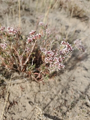 Eriogonum microtheca