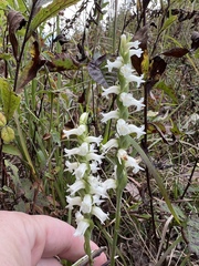 Spiranthes ochroleuca