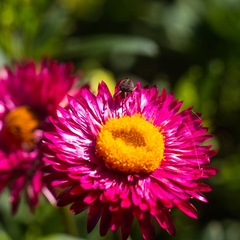 Xerochrysum bracteatum