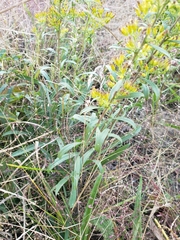 Solidago missouriensis