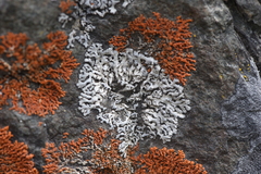 Physcia caesia