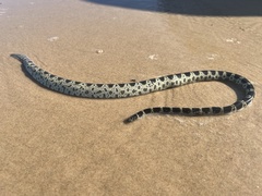Hydrophis elegans