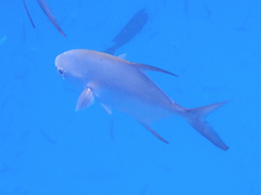 Trachinotus blochii
