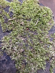 Hypnum cupressiforme