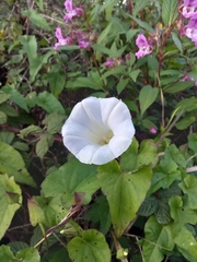 Calystegia sepium