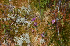 Kalmia microphylla occidentalis