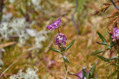 Kalmia microphylla occidentalis