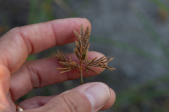 Cyperus iria
