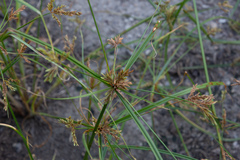 Cyperus iria
