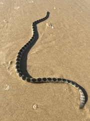 Hydrophis elegans