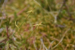 Carex pauciflora