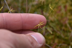 Carex pauciflora