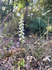 Spiranthes ochroleuca
