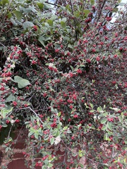 Cotoneaster