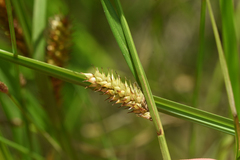 Carex utriculata