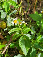 Galinsoga quadriradiata