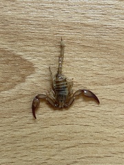 Euscorpius
