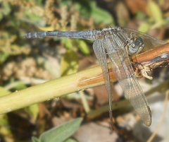 Orthetrum chrysostigma