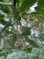 Euonymus atropurpureus