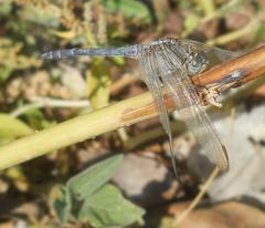 Orthetrum chrysostigma