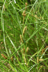 Carex utriculata