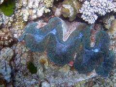 Tridacna