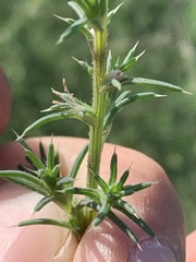 Salsola tragus